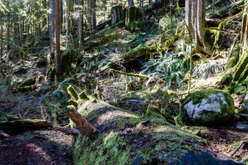 morning in the forest or park nature sunlight through trees