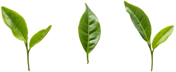 green tea leaf isolated on white