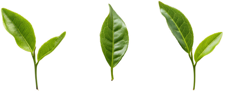 green tea leaf isolated on white