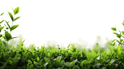 Obraz premium Blurred green foliage with pure white background for nature wallpaper or web design template