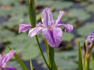 purple iris flower