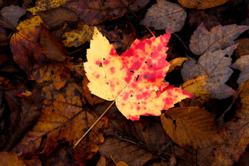 Red yellow leaf on brown leaf background seen in the Northeast