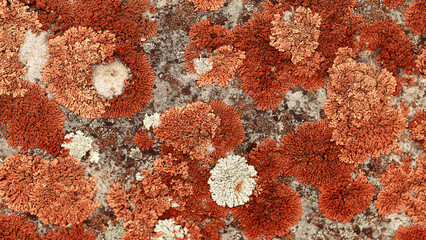 Beautiful nature patterns of colored mosses and lichens, natural texture banner, Close-up surface...