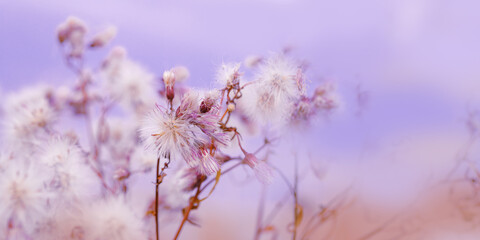 Nature botanical aesthetic banner, close up landscape fluffy seeds of field flowers, tender soft autumn season scene, pastel color, blue purple sky blurred. Environment textured background