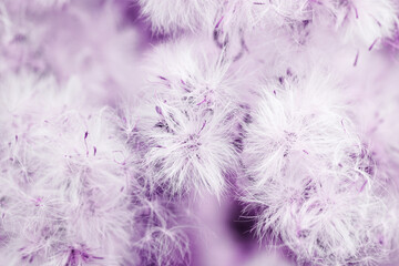 Monochrome nature patterns of fluffy seeds of wildflowers, natural texture background, Close-up dry...