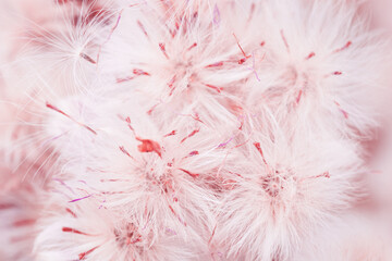 Monochrome nature patterns of fluffy seeds of wildflowers, natural texture background, Close-up dry grass white pink gradient color, macro short, natural botanical background, soft pastel color