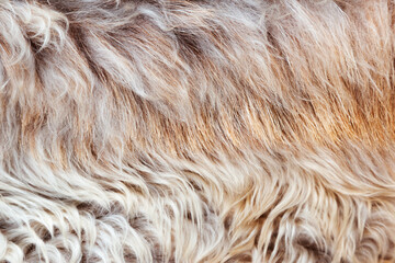 Texture of fur, macro colored sheep hair background, natural fluffy wool, furry surface
