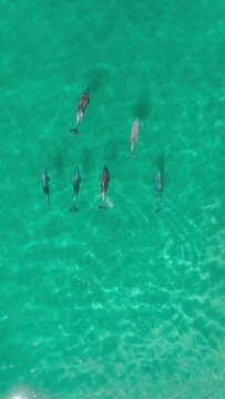 Vertical Screen: A group of dolphins is seen swimming in the lush green waters off the coast of Los Angeles, showcasing their natural habitat. 4K footage. 
