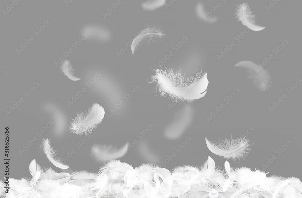 Wall mural abstract white bird feathers falling in the air. softness of floating feathers on gray background.