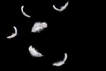 Abstract White Bird Feathers Falling in The Air. Floating Feathers. Softness of Feather on Black...