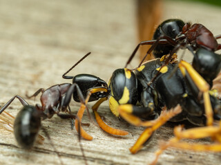 P5140451 Hercules ant, Camponotus herculeanus, biting antenna of a dead wasp, cECP 2024