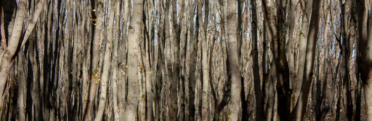 Tree trunks grow close to each other. Gray tree trunks in the forest.