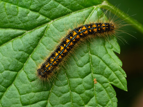 "Tent Caterpillar" Images – Browse 633 Stock Photos, Vectors, and Video ...