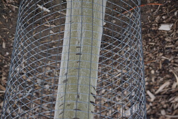 Greenish tree trunk covered by thin metal fencing