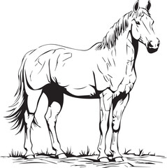horse vector illustration white and black