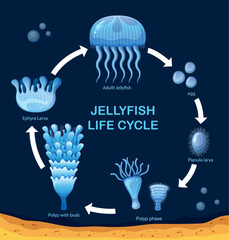 Stages of jellyfish development from egg to adult © blueringmedia