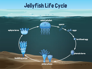 Stages of jellyfish development from egg to adult © blueringmedia