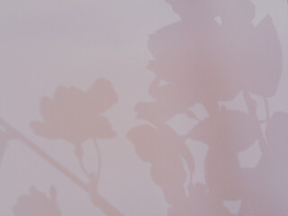 Flowers shadow on wall for abstract minimalist backgrounds    