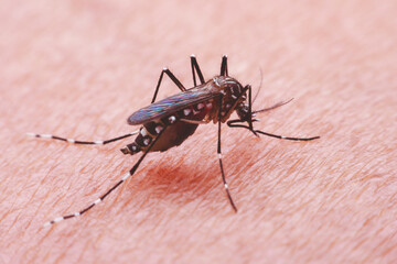 A mosquito that carries dengue fever and Zika virus is sucking blood on a person's skin.