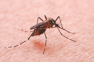 A mosquito that carries dengue fever and Zika virus is sucking blood on a person's skin.