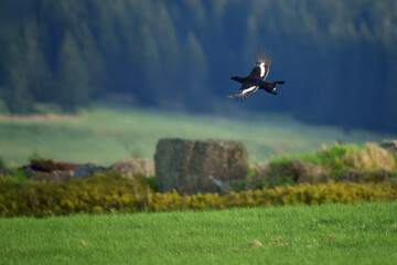 The black grouse - Lyrurus tetrix, also known as northern black grouse, Eurasian black grouse, blackgame or blackcock