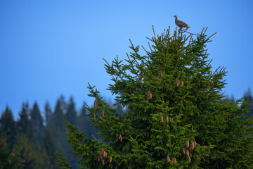 The black grouse - Lyrurus tetrix, also known as northern black grouse, Eurasian black grouse, blackgame or blackcock