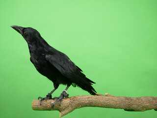 木の枝に留まるカラス