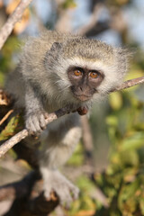 Grüne Meerkatze / Vervet monkey / Cercopithecus aethiops ..