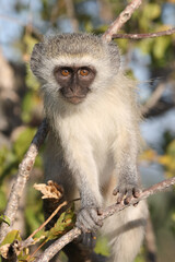 Grüne Meerkatze / Vervet monkey / Cercopithecus aethiops ..