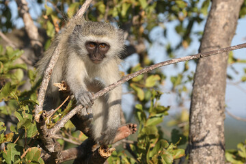 Grüne Meerkatze / Vervet monkey / Cercopithecus aethiops .