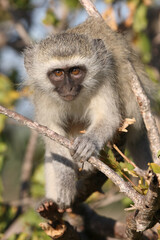 Grüne Meerkatze / Vervet monkey / Cercopithecus aethiops ..