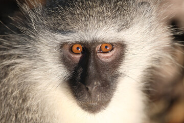 Grüne Meerkatze / Vervet monkey / Cercopithecus aethiops .