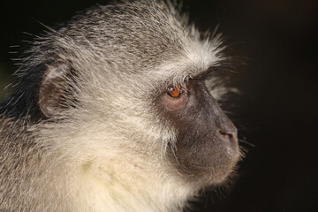 Grüne Meerkatze / Vervet monkey / Cercopithecus aethiops .