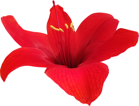 벨라도나수선속 , 아마릴리스 - 꽃