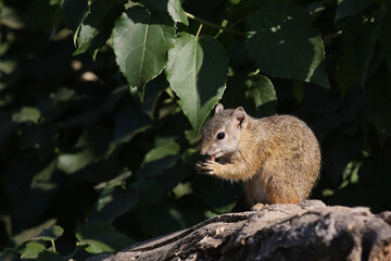 Ockerfußbuschhörnchen / Tree squirrel / Paraxerus cepapi