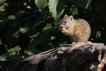 Ockerfußbuschhörnchen / Tree squirrel / Paraxerus cepapi