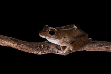 Tree frog balancing on a tree branch showing off its big eyes used for nocturnal hunting and pads on feet for climbing