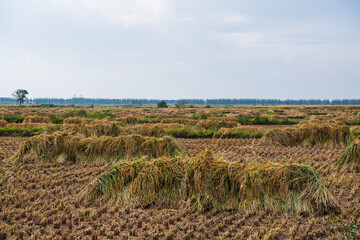 Pile of rice paddy piled up for threshing after harvesting