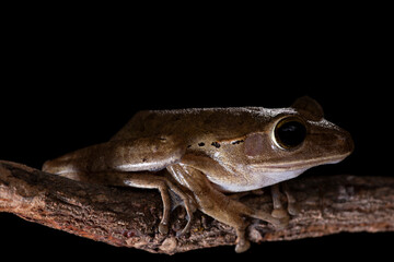 Tree frog balancing on a tree branch showing off its big eyes used for nocturnal hunting and pads on feet for climbing