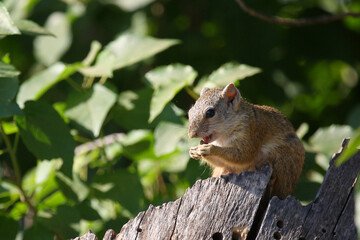 Ockerfußbuschhörnchen / Tree squirrel / Paraxerus cepapi
