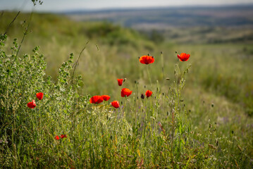 campo de flores silvestres: acianos y amapolas, s&iacute;mbolos de la biodiversidad y la agricultura ecol&oacute;gica