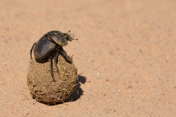 Pillendreher Käfer / Dung beetle / Scarabaeus zambesianus