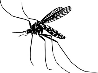 World mosquito day