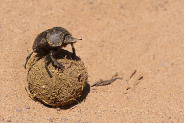 Pillendreher Käfer / Dung beetle / Scarabaeus zambesianus