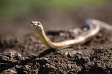 Gelbbauch-Sandrennnatter / Western yellow-bellied sand snake / Psammophis subtaeniatus