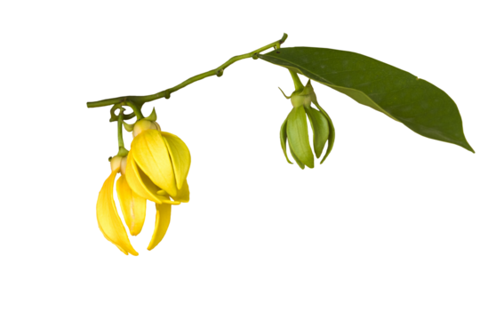 yellow flowers ylang ylang local flora arrangement flat lay postcard style 