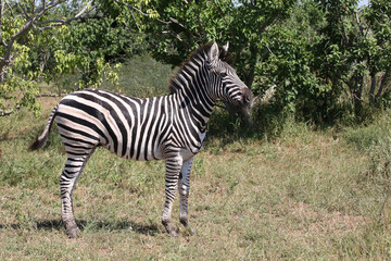 Steppenzebra / Burchell's zebra / Equus quagga burchellii