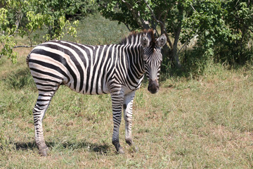 Steppenzebra / Burchell's zebra / Equus quagga burchellii.