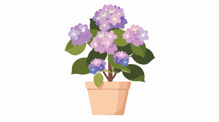 Blooming Hydrangea flowers in pot with lush blossomed
