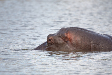 Fototapeta premium Flußpferd / Hippopotamus / Hippopotamus amphibius